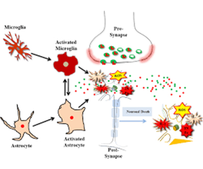 Neuroinflammation in the pathogenesis of AD
